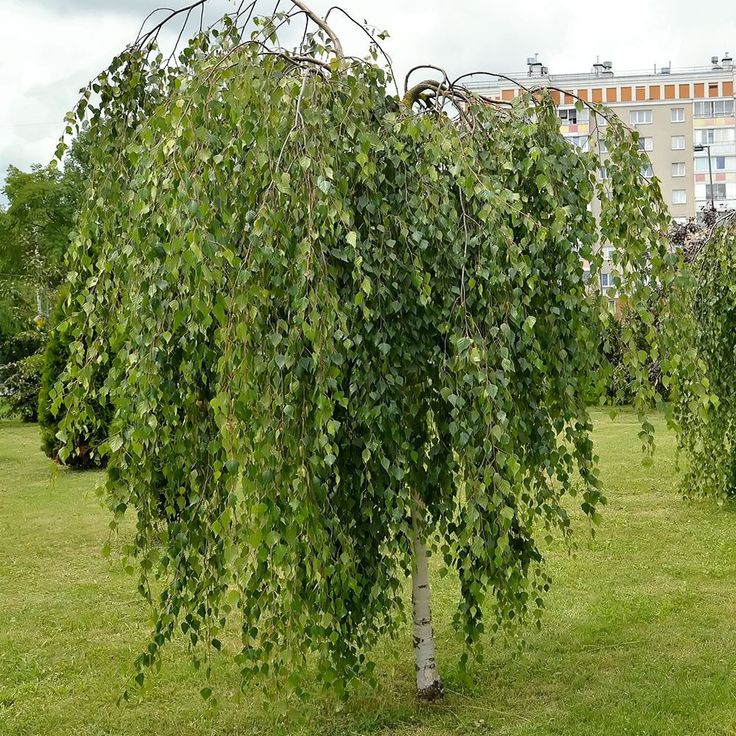 Karpotasis beržas 'Youngii'