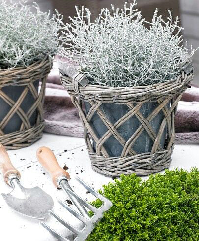 Kolocefalas (Sidabrinis viržis)