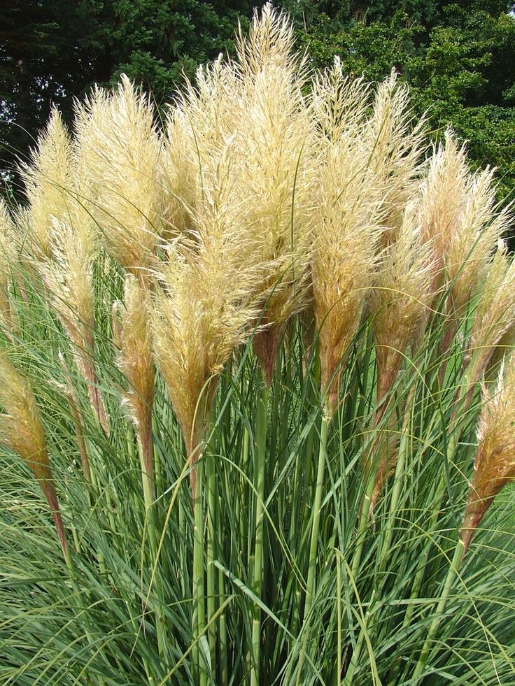 Kortaderija 'Pumila'