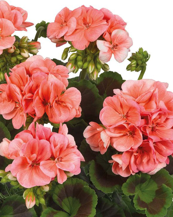 Krūminė Pelargonija lašišinė