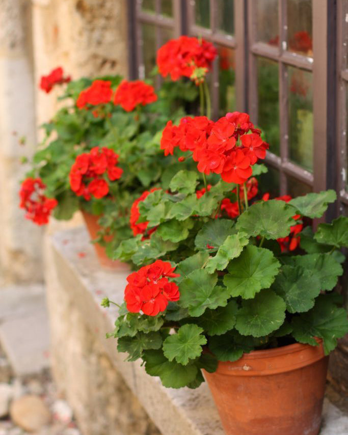 Krūminė Pelargonija oranžinė