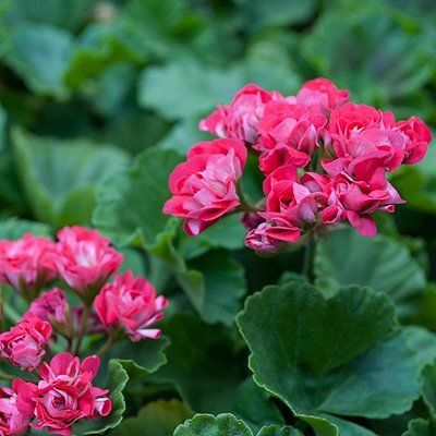 Krūminė Pelargonija rožinė pilnavidurė