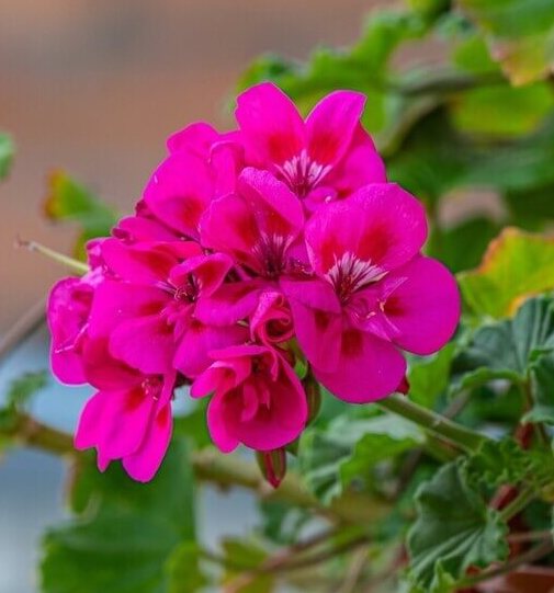 Krūminė Pelargonija tamsiai rožinė su tamsiu viduriu