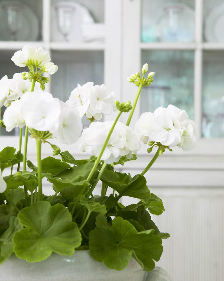 Krūminė Pelargonija balta