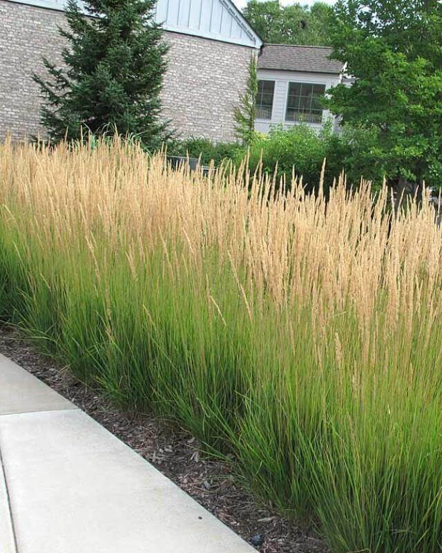 Lendrūnas 'Karl Foerster'