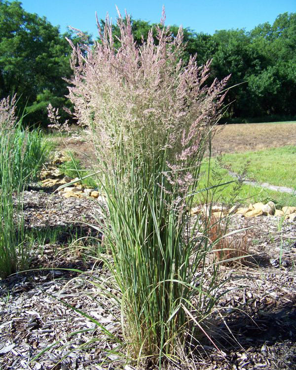 Lendrūnas 'Overdam'