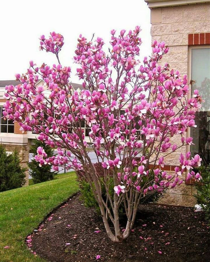 Magnolija 'Alexandrina'