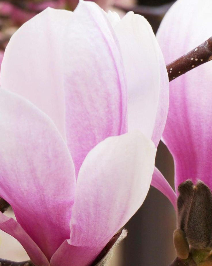 Magnolija 'Cameo'