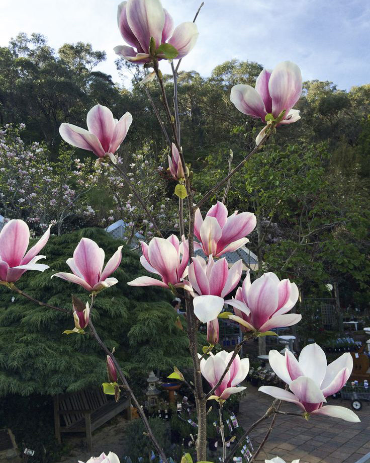 Magnolija 'Cameo'