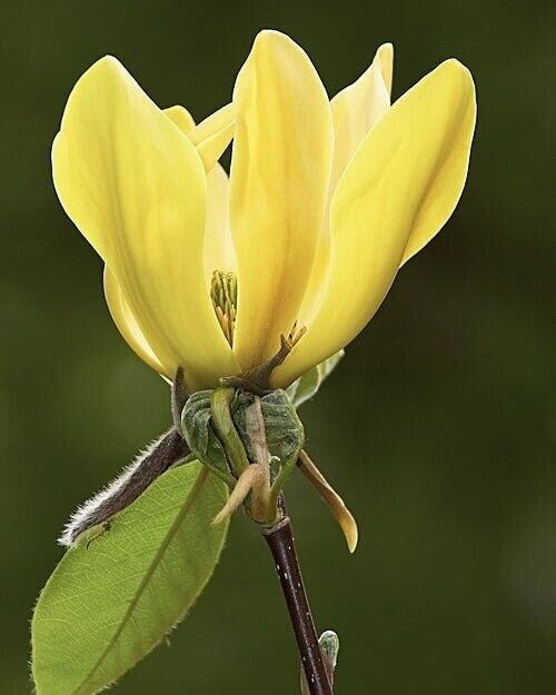 Magnolija 'Daphne'