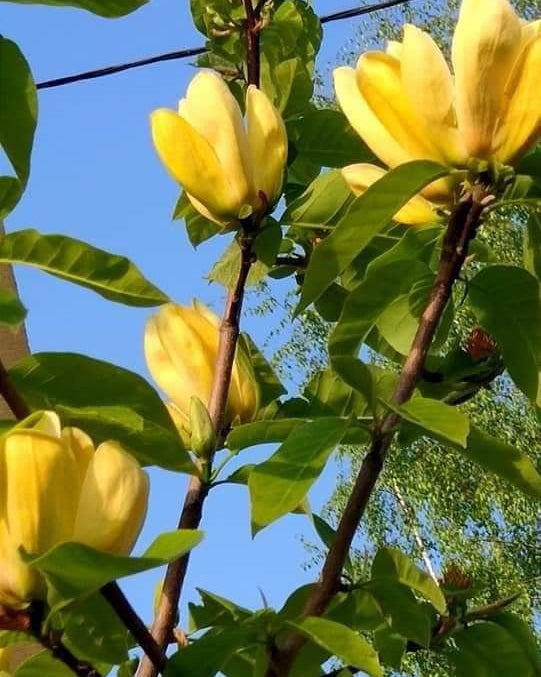 Magnolija 'Daphne'