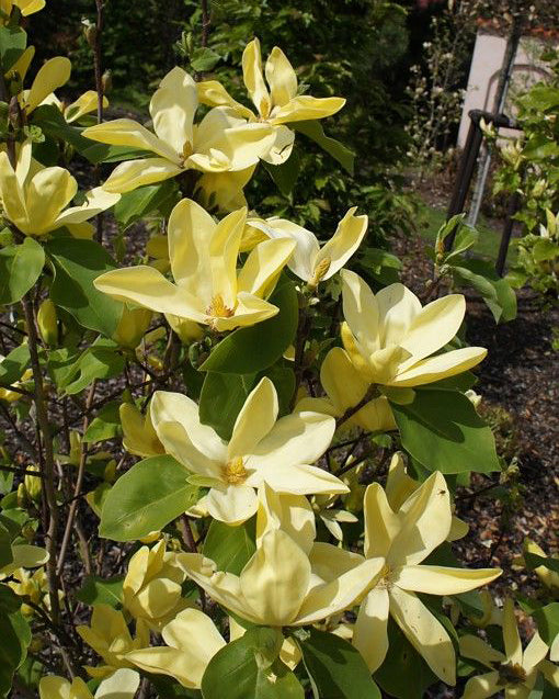 Magnolija 'Daphne'