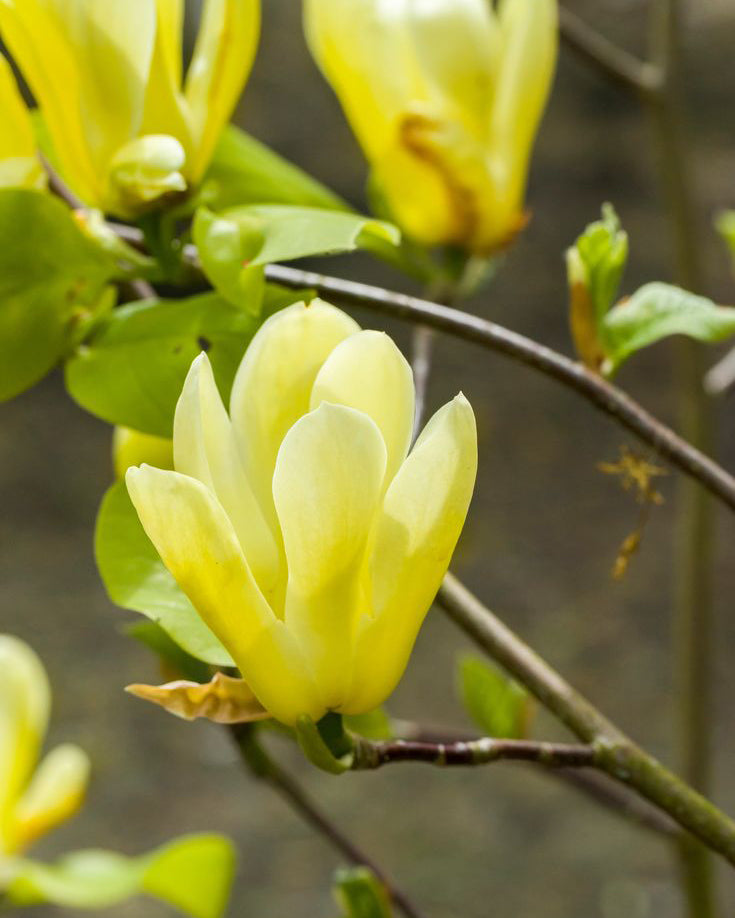 Magnolija 'Daphne'