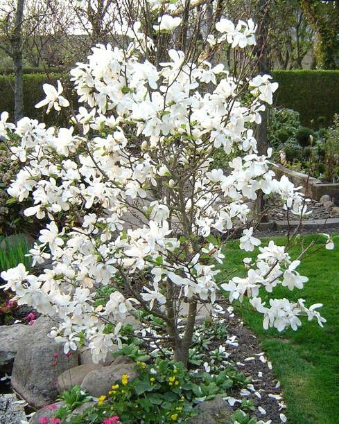 Magnolija 'Donna'