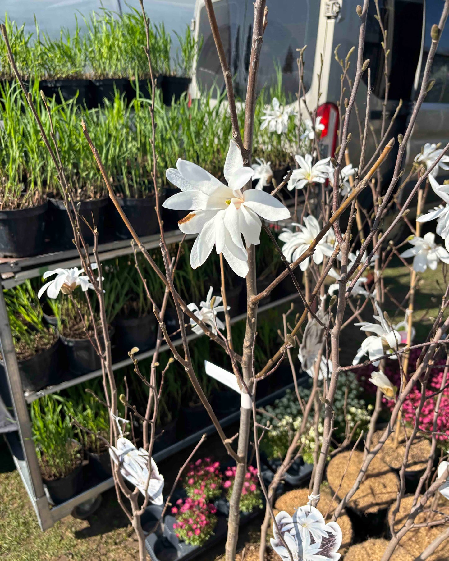 Magnolija 'Donna'