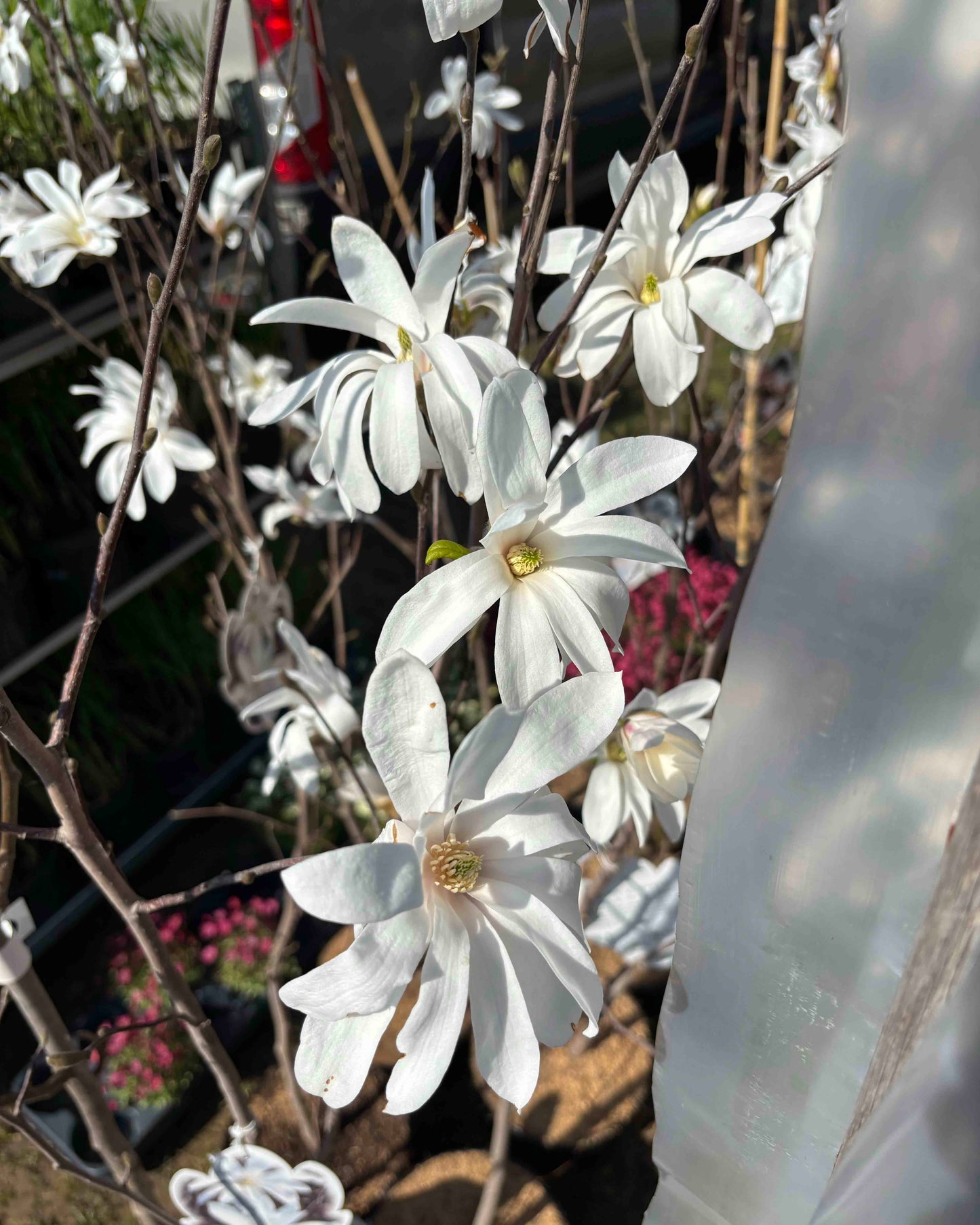 Magnolija 'Donna'