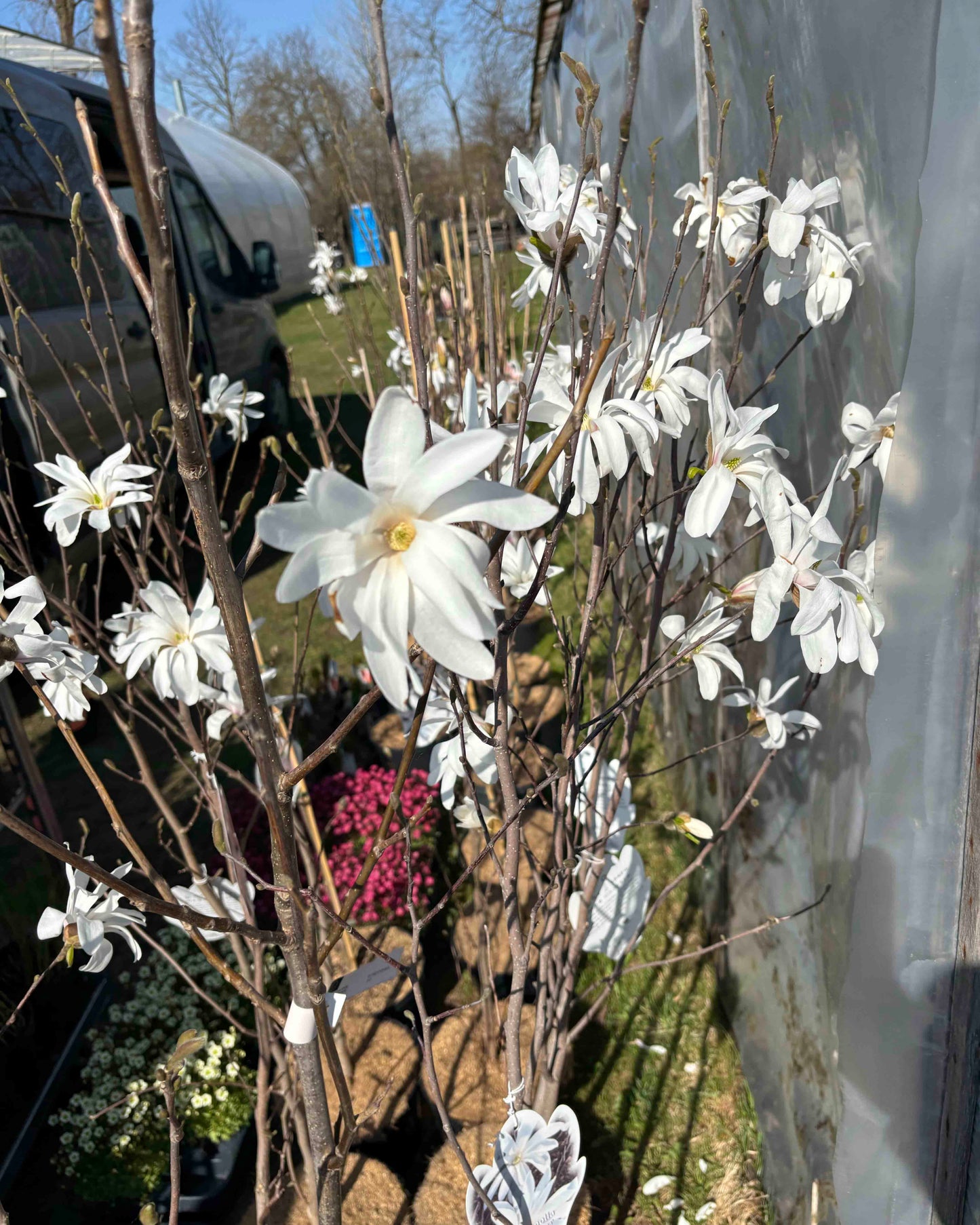 Magnolija 'Donna'