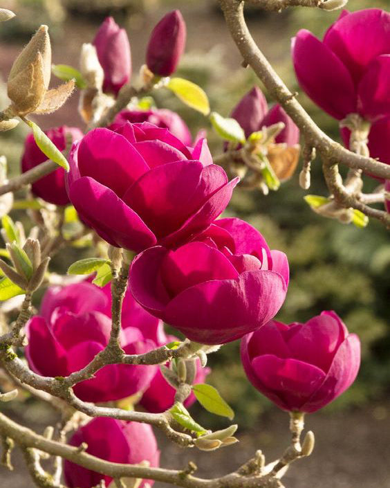 Magnolija 'Red as Red'