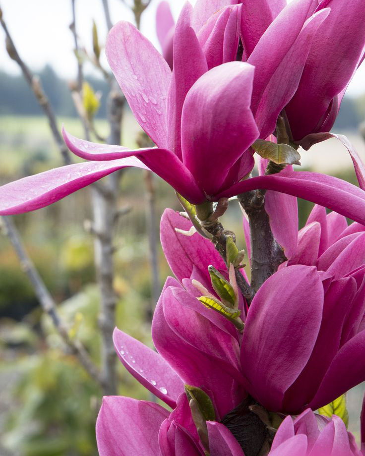 Magnolija 'Red as Red'