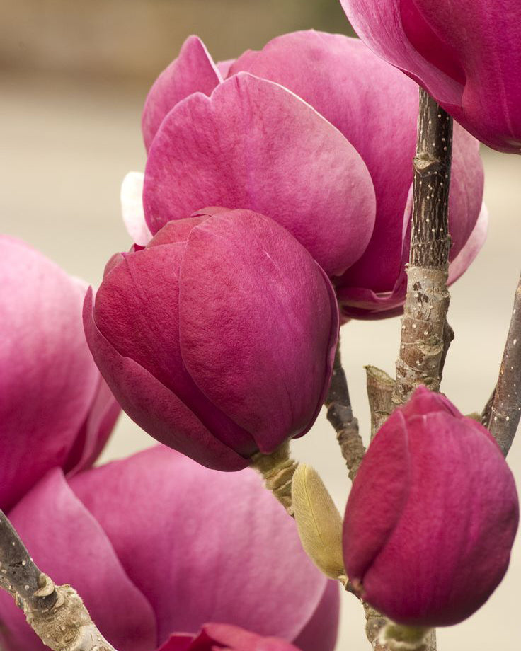 Magnolija 'Red as Red'
