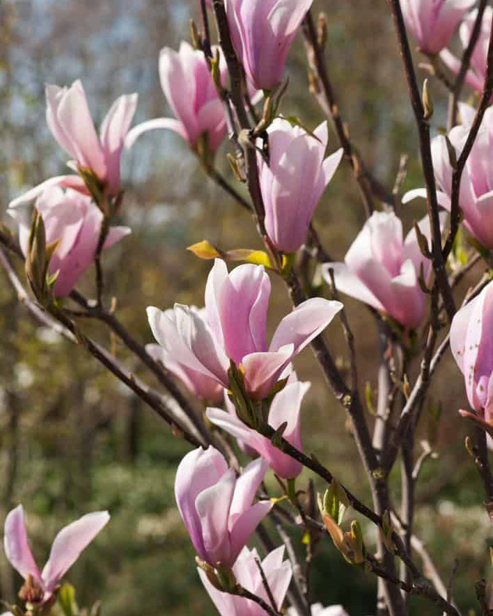 Magnolija 'Verbanica'