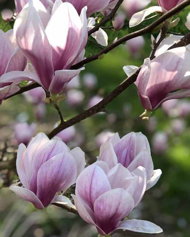 Magnolija 'Verbanica'