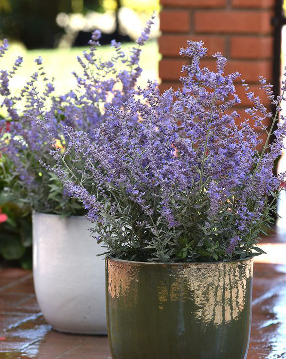 Melėsas 'Bluesette'