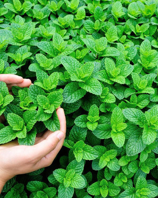 Mėta 'Mohito'