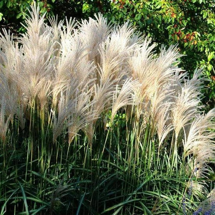 Miskantas ‘Grosse Fontäne’