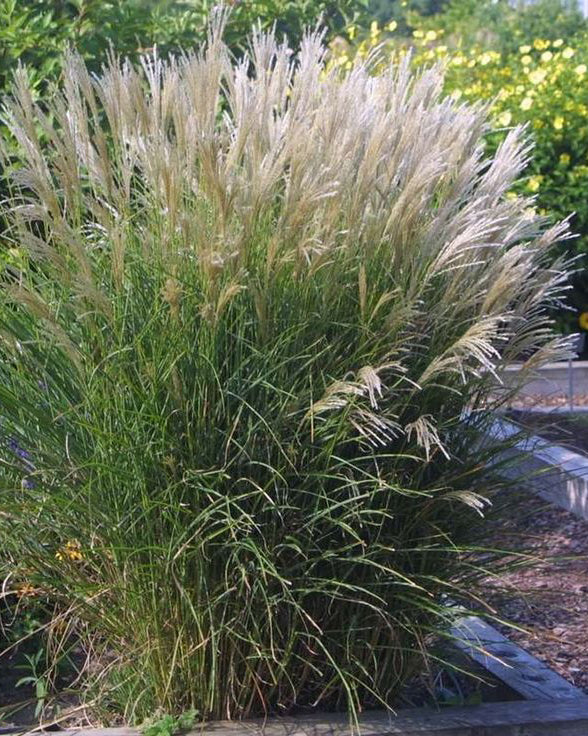 Miskantas 'Kleine Silberspinne'