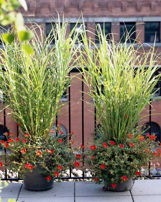 Miskantas 'Strictus'