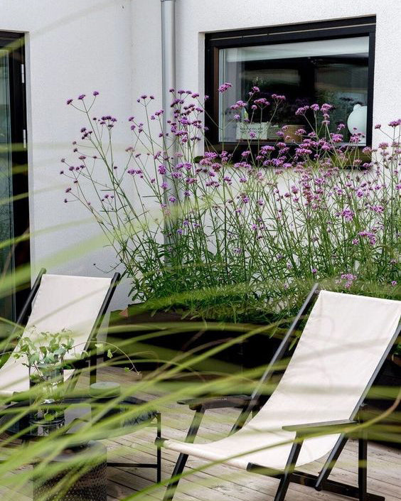 Patagoninė verbena