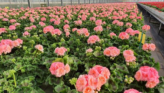 Krūminė Pelargonija lašišinė pilnavidurė