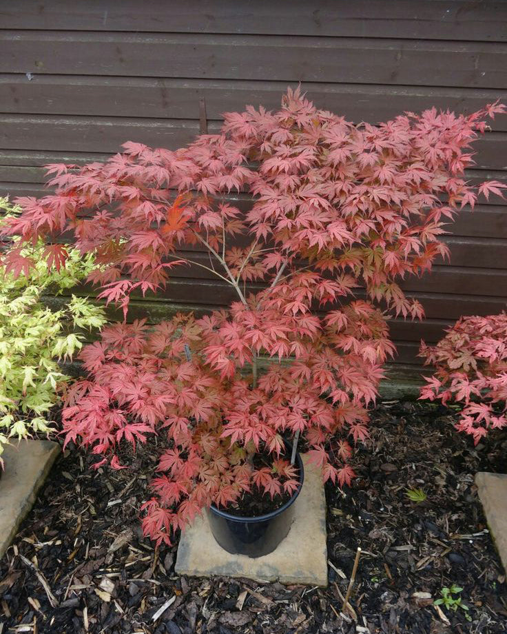 Plaštakinis klevas ‘Atropurpureum’