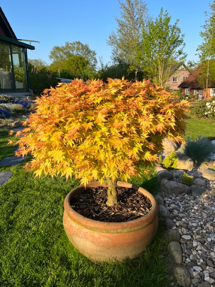 Plaštakinis klevas ‘Orange Dream’