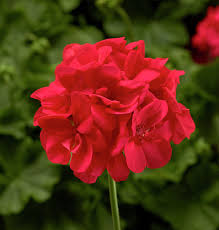 Pusiau svyranti pelargonija koralinė