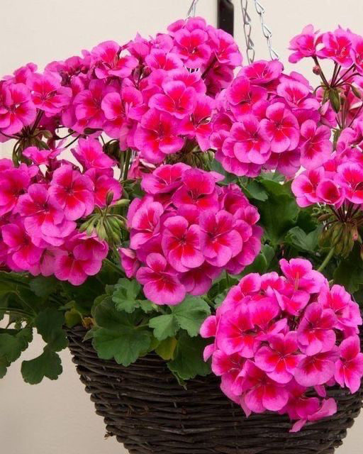 Pusiau svyranti pelargonija rožinė su tamsiu viduriu