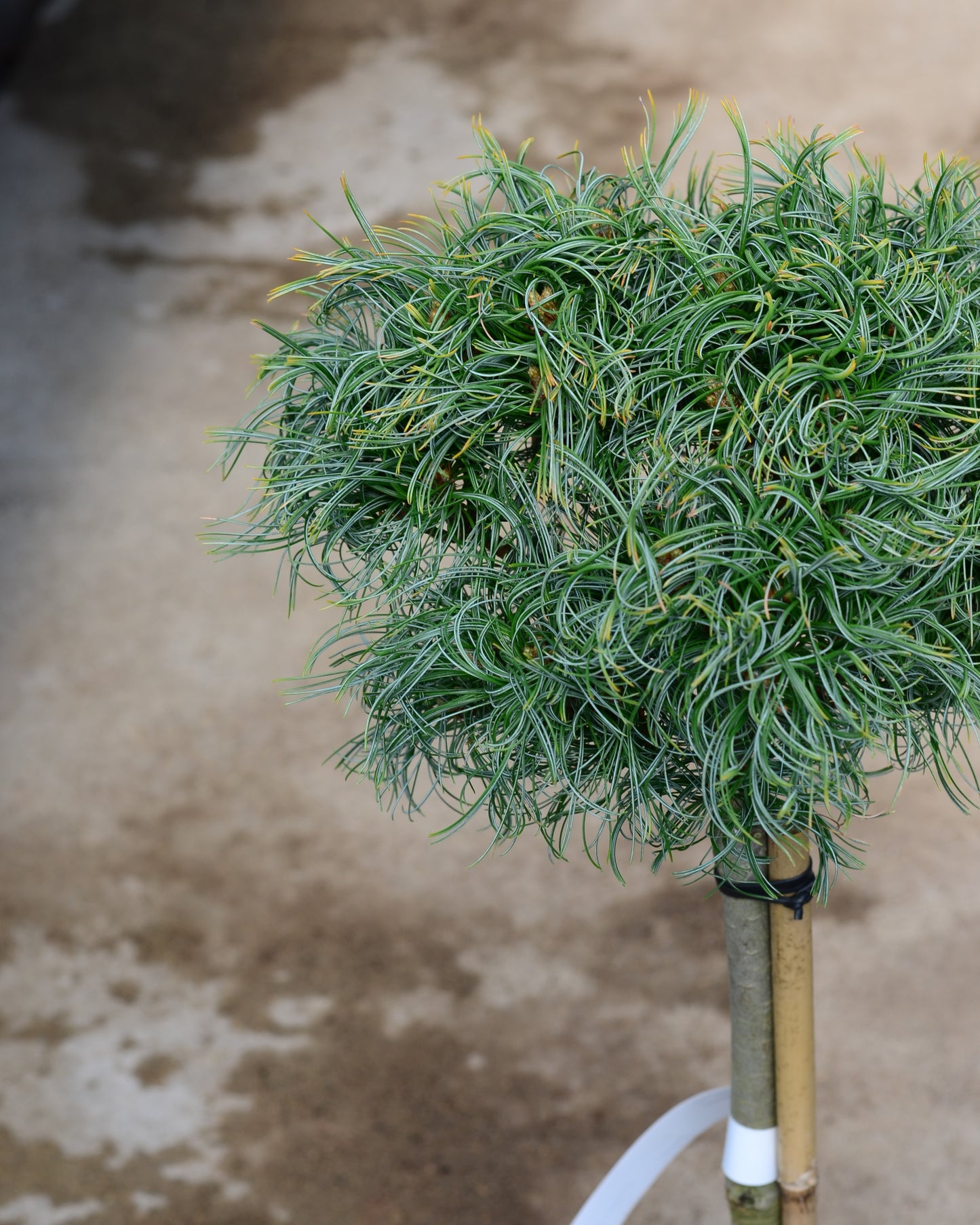 Pušis 'Green Twist' (skiepyta 40-60cm)