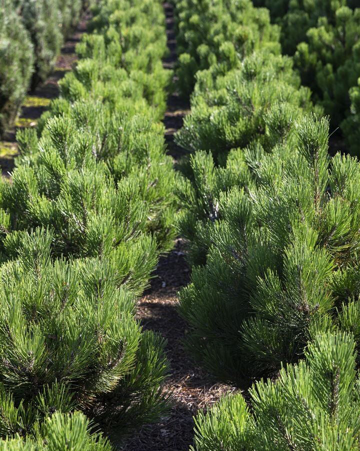 Kalninė pušis 'Pinus Mugo var Mughus'