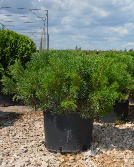 Kalninė pušis 'Pinus Mugo var Mughus'