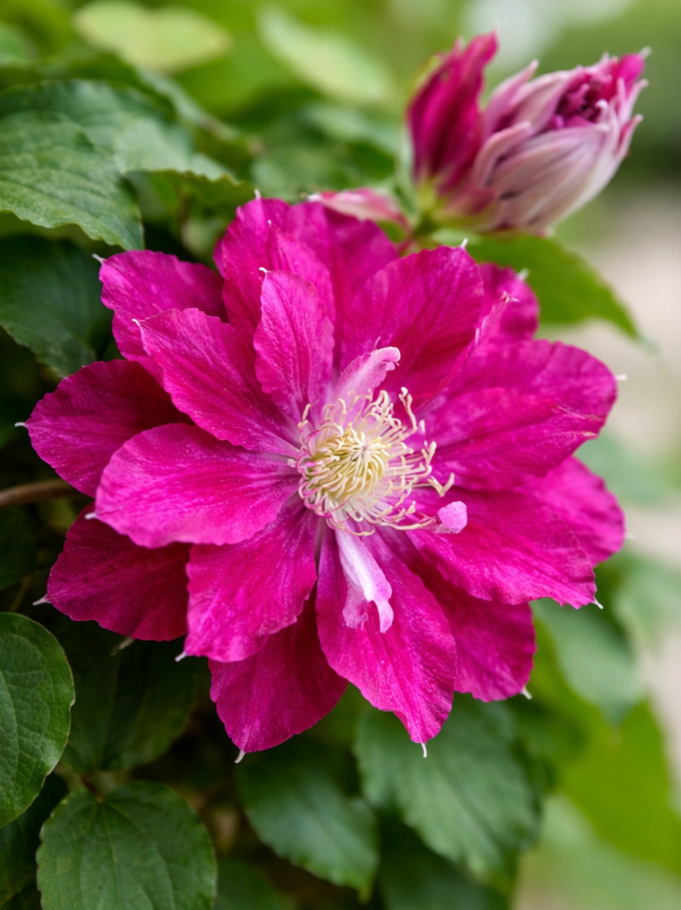 Raganė 'Akafuji'