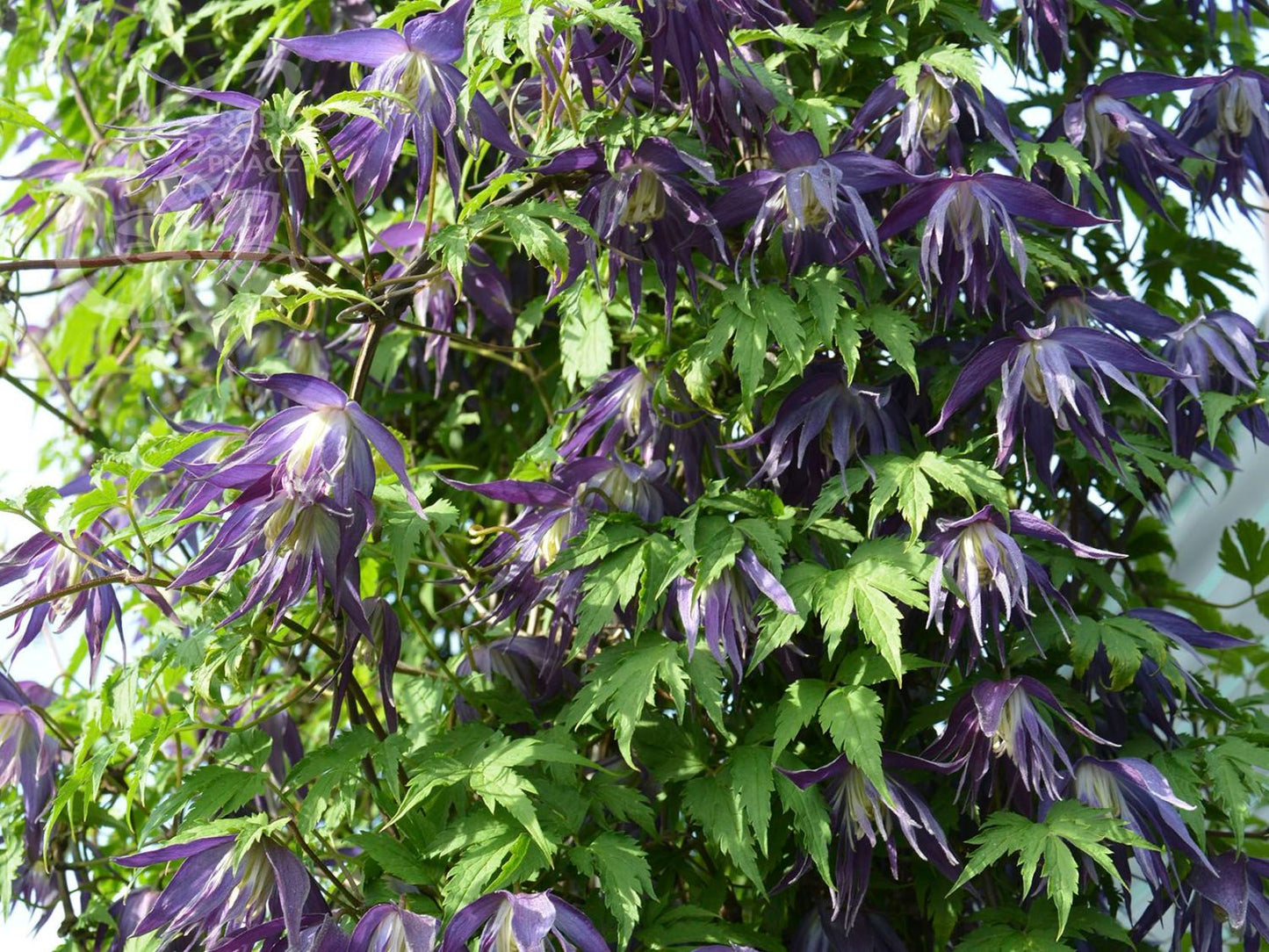 Raganė 'Blue Surprise'