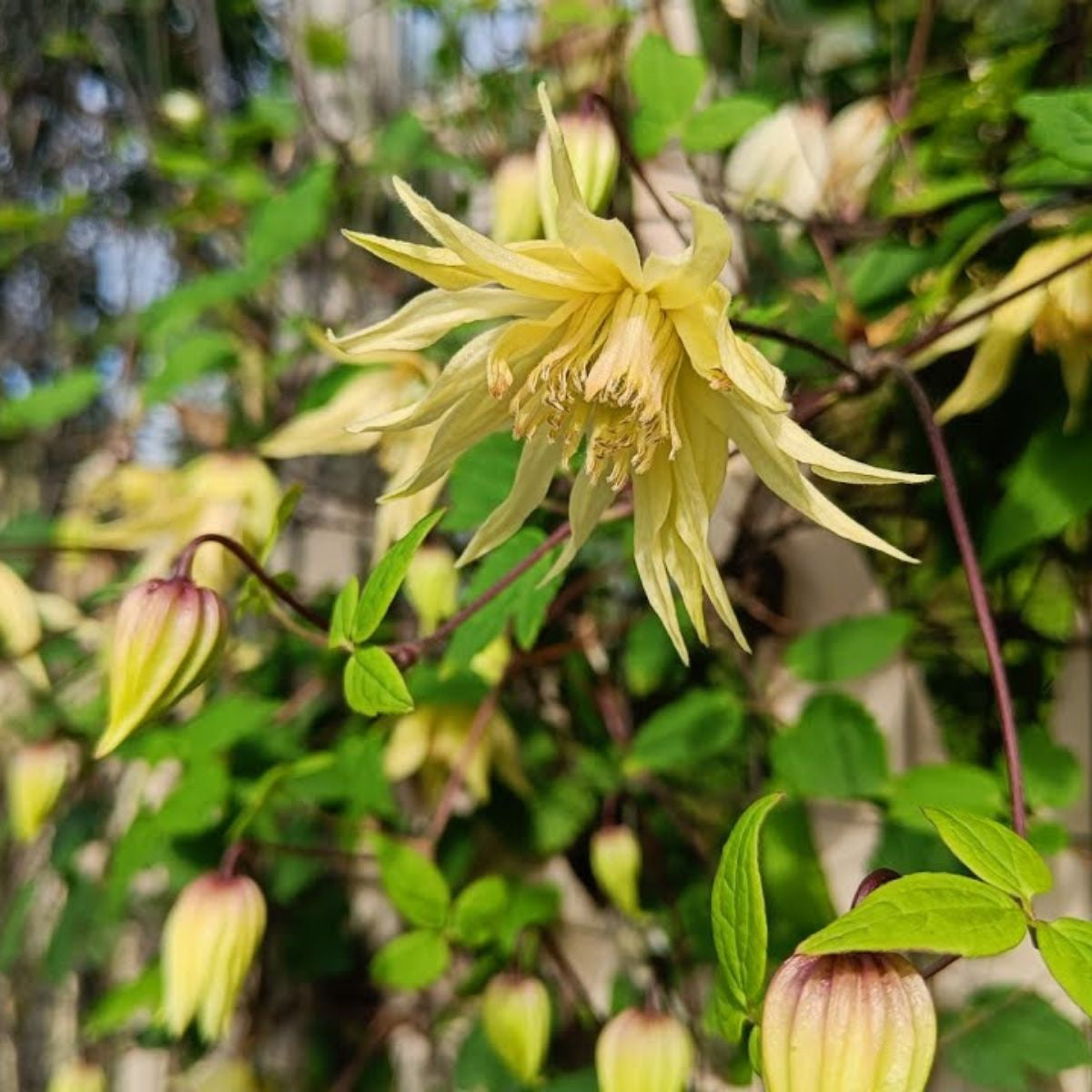 Raganė 'Golden Dream PBR'