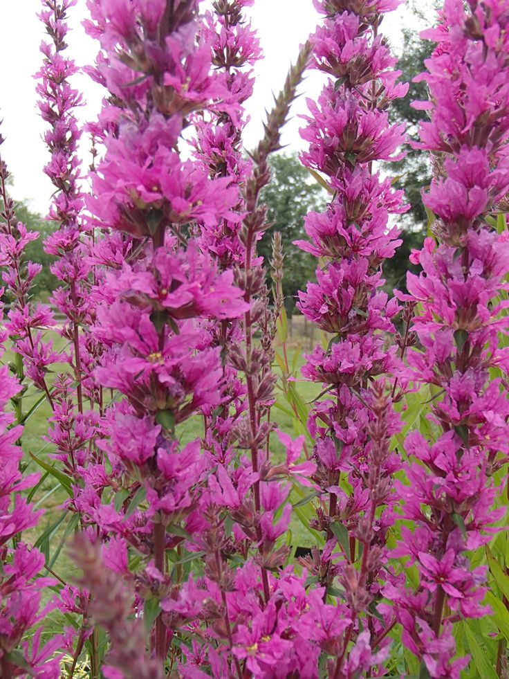 Raudoklė Luminara Hot Pink
