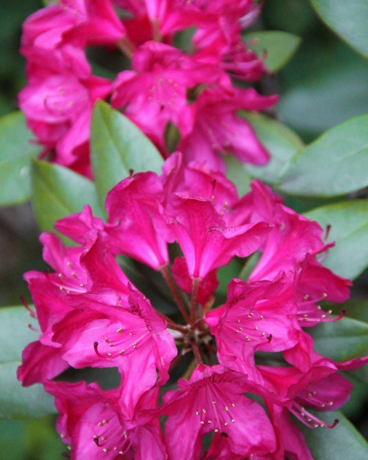 Rododendrai 'Kali'