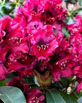 Rododendrai 'Kali'