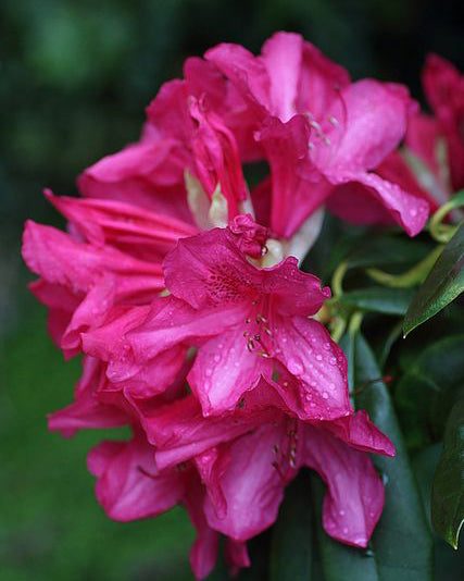 Rododendrai 'Kali'