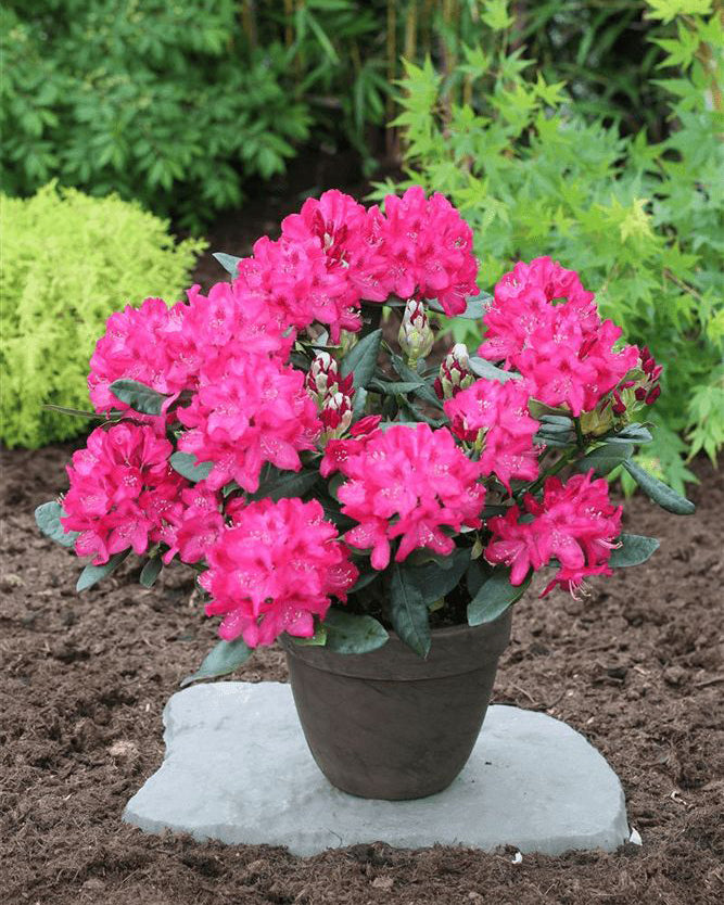 Rododendrai 'Nova Zembla'