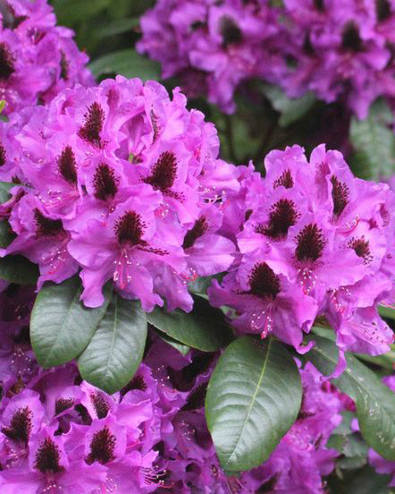 Rododendrai 'Peter Alan'