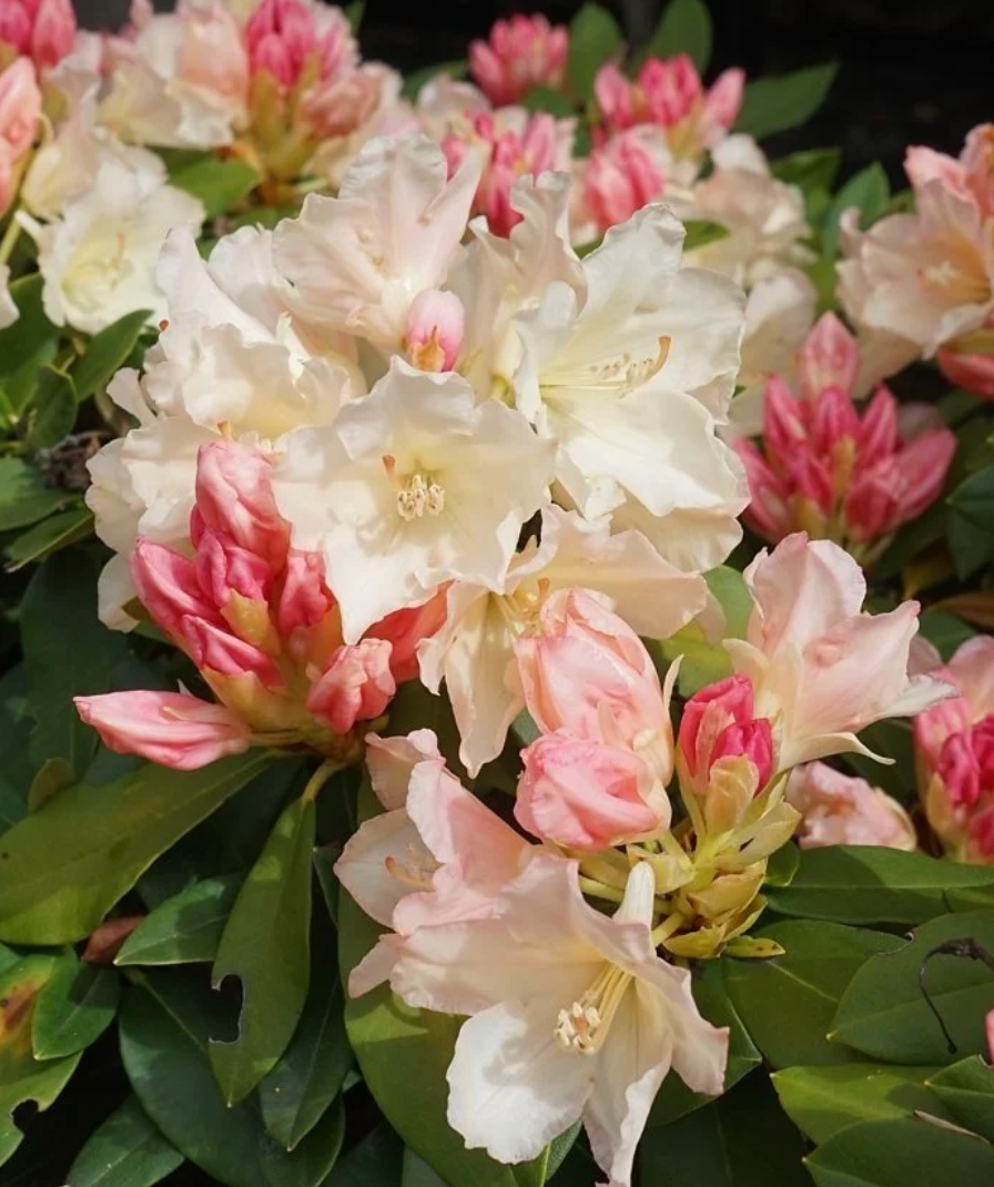 Rododendras 'Golden Torch'